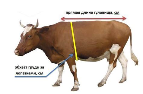 Как измерить вес быка