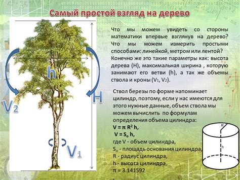 Как измерить диаметр дерева для создания скамейки