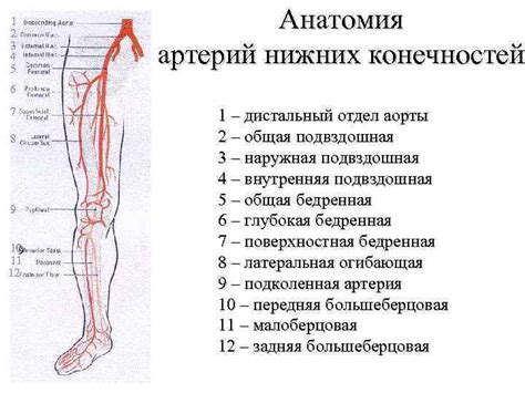 Как изучить сосуды нижних конечностей: эффективные методы обследования