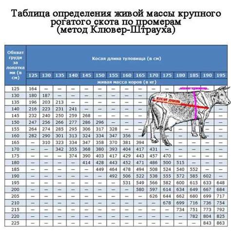 Как использовать замеры для оценки веса быка