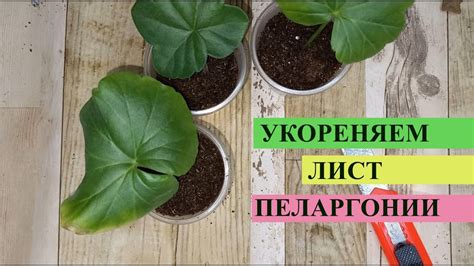 Как использовать лист герани для ушных проблем