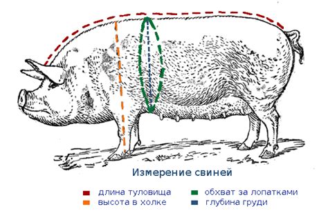 Как использовать таблицу замеров для разных пород быков