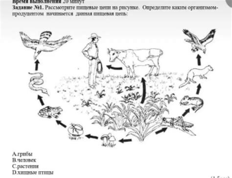 Как нарисовать пищевую цепь шаг за шагом