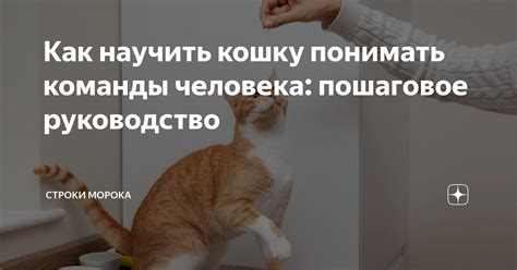 Как научить кошку понимать команды