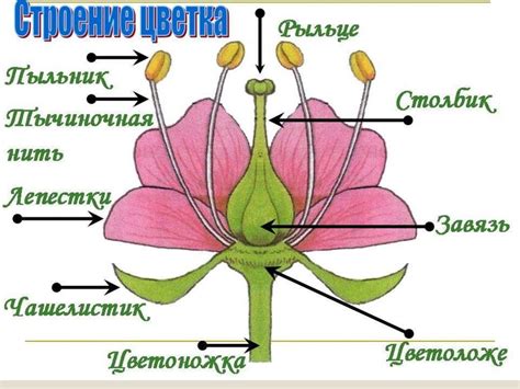 Как начертить общую форму цветка