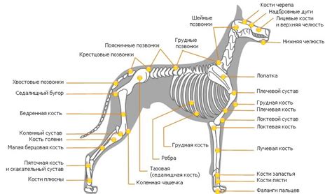 Как начертить основные очертания тела собаки