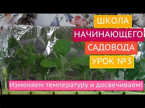 Как обеспечить оптимальную температуру для декабриста