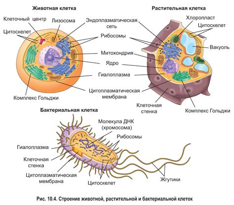 Как оболочка клетки обеспечивает защиту и поддержание формы