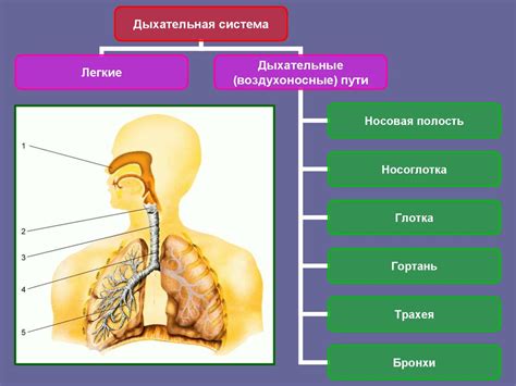 Как она попадает в органы дыхания