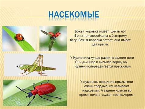 Как определить кузнечика и саранчу по их внешности