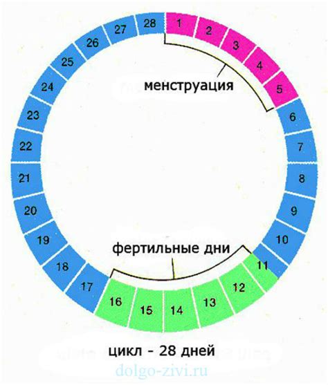 Как определить овуляцию при нерегулярном цикле