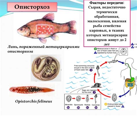 Как определить описторхоз в вяленой рыбе: проверка и рекомендации