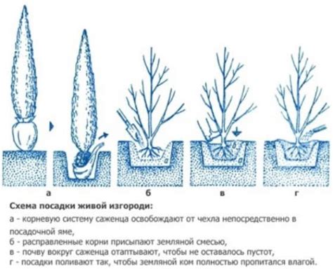 Как определить специфику участка для посадки живой изгороди?