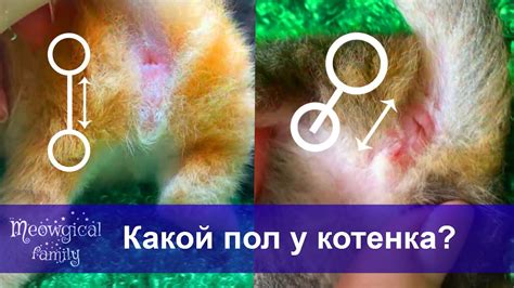 Как определить хромоту у котенка