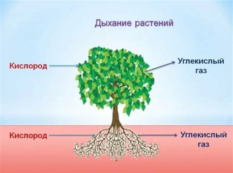 Как органика превращается в энергию в процессе дыхания