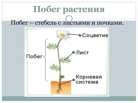 Как осмотическое давление участвует в транспорте веществ в растениях