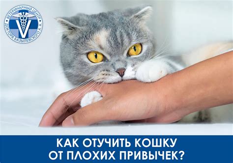 Как отучить кошку от царапания мебели