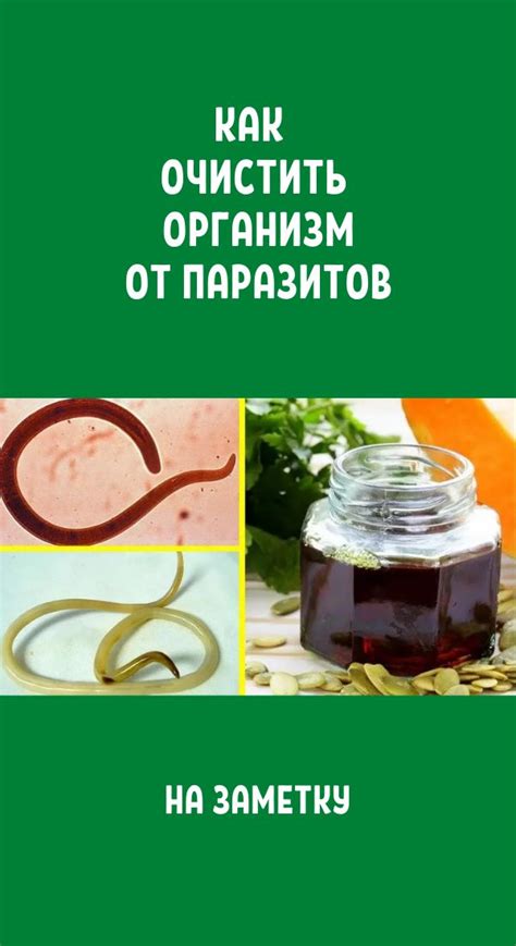 Как очистить организм от паразитов: лучшие народные средства