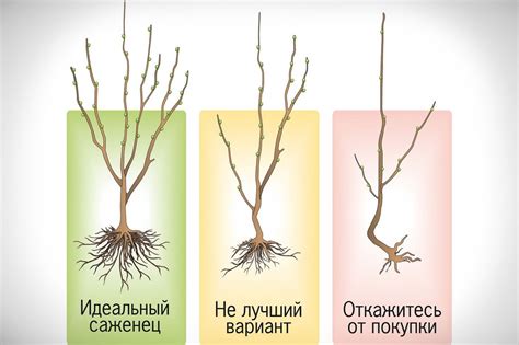 Как подготовить саженец для прививки