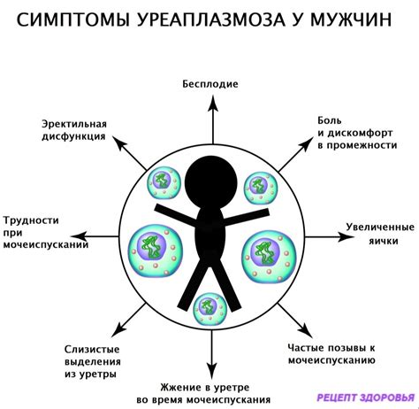 Как поддерживать отсутствие уреаплазмы?