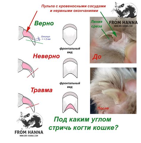 Как подстричь ногти у нервного кота