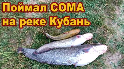 Как поймать сома на реке Кубань