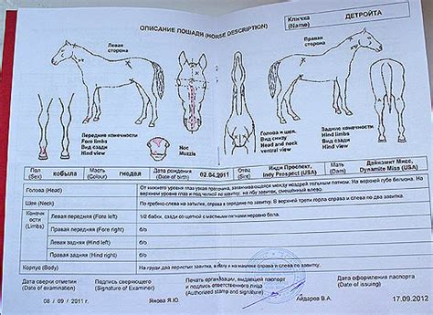 Как получить паспорт для лошади в ВНИИК