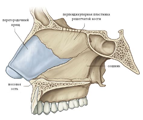 Как понять, есть ли хрящ в носу: полезная инструкция