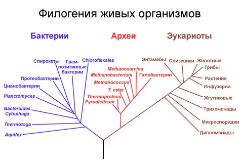 Как понять филогенетическое дерево: полное руководство и методы обучения