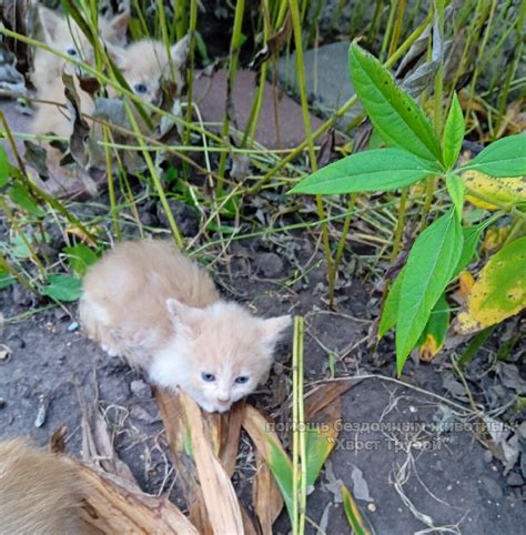 Как поступить, если кошка принесла котят