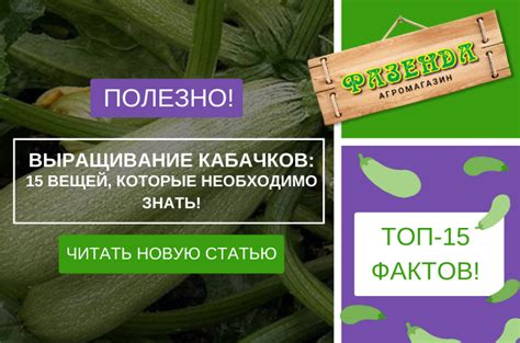 Как правильно выбрать сорт кабачков для выращивания на приусадебном участке