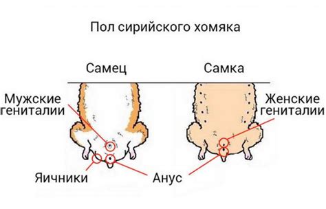 Как правильно и безопасно определить пол лошади в домашних условиях