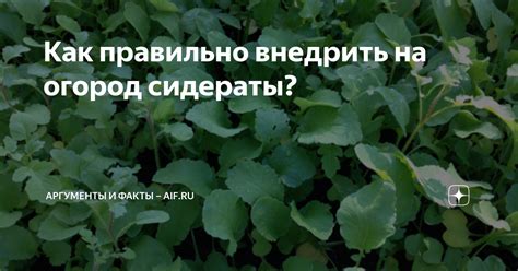 Как правильно полностью удалить сидераты