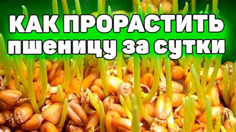 Как правильно проращивать пшеницу