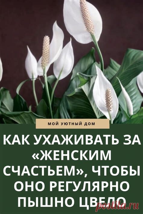 Как правильно ухаживать за цветком "женское счастье"