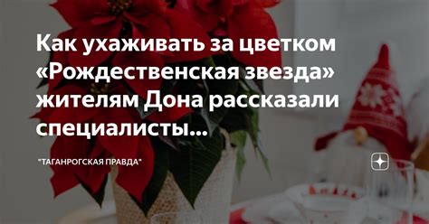 Как правильно ухаживать за цветком пальмы