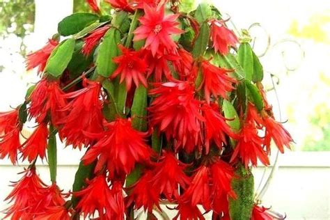 Как правильно ухаживать за Schlumbergera