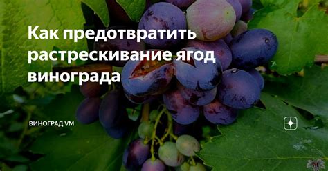 Как предотвратить брожение ягод