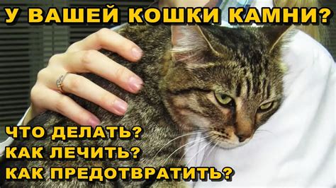 Как предотвратить гадание кота везде?