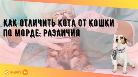 Как предотвратить кота от метания на вещи?