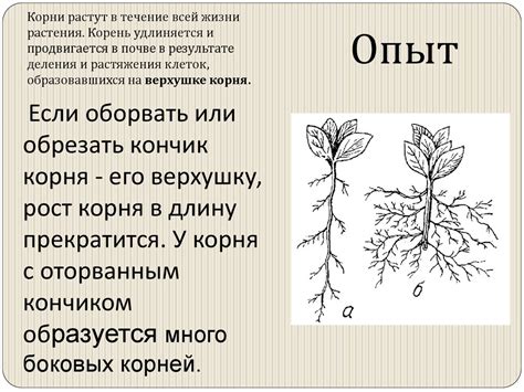 Как предотвратить повторный рост корня яблони после удаления