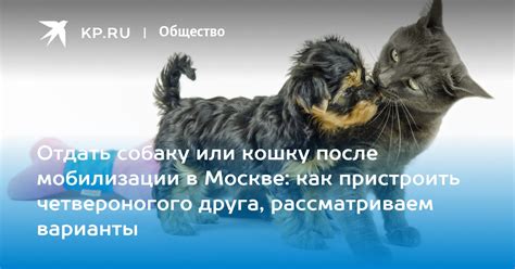 Как привести собаку и кошку в единую семью: полезные советы и рекомендации