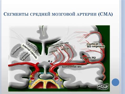 Как проводится нейровизуализация для проверки мозгового кровообращения