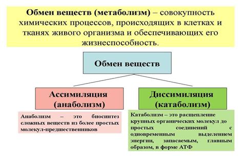 Как происходит обмен веществ в организме?