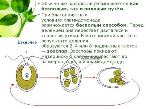 Как происходит образование зооспор и каким образом они распространяются