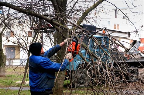 Как происходит санитарная обрезка деревьев в городе?