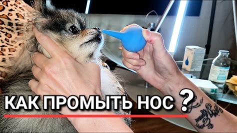 Как промыть нос собаке: эффективные методы