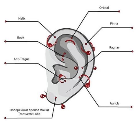 Как проходит процесс пирсинга хрящевой части уха