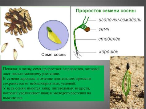 Как пыльца распространяется?