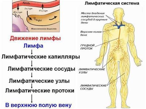 Как работает лимфатическая система